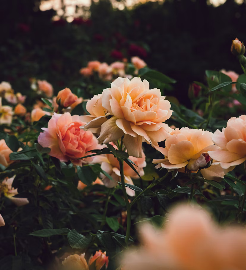 ΤΡΙΑΝΤΑΦΥΛΛΙΑ – Rosa sp. - 2